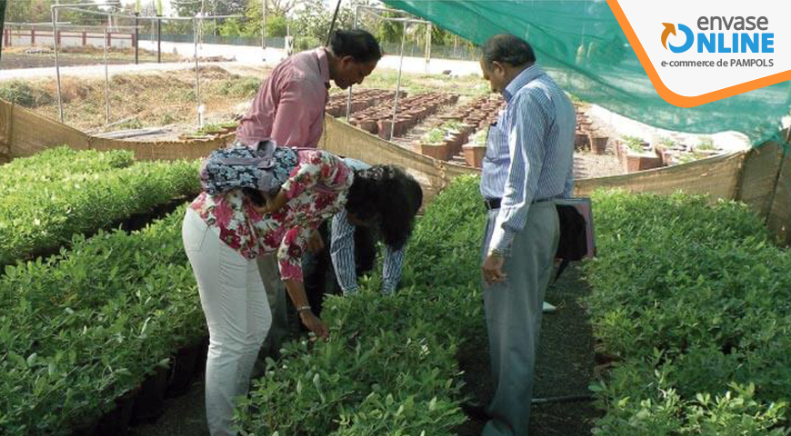 Cultivo de plantas en sombra