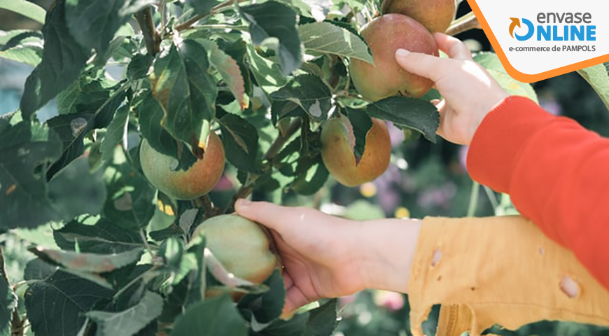 Recolección de fruta: cómo, cuándo y con qué hacerla