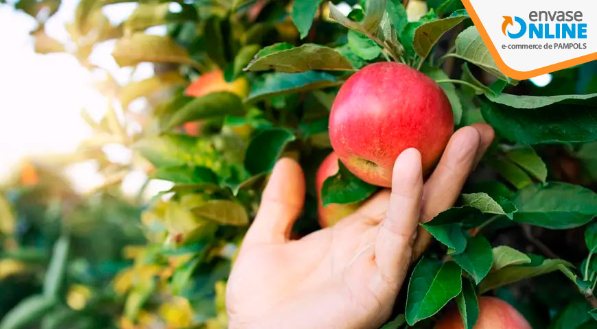 Guía definitiva sobre los protectores para árbol