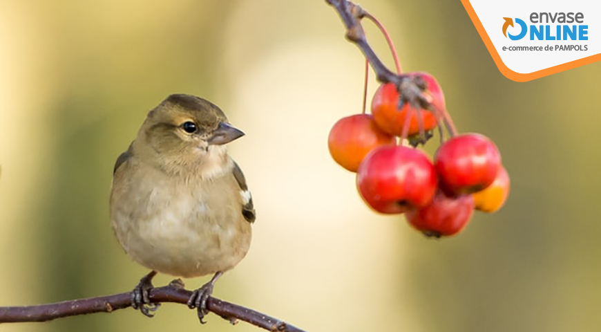 ¿Cómo pueden afectar las aves al cultivo de árboles frutales?