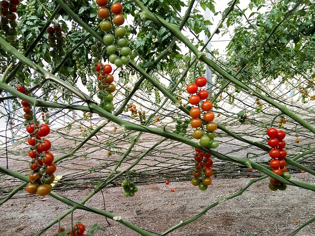 ¿En qué consiste el entutorado de los árboles frutales?