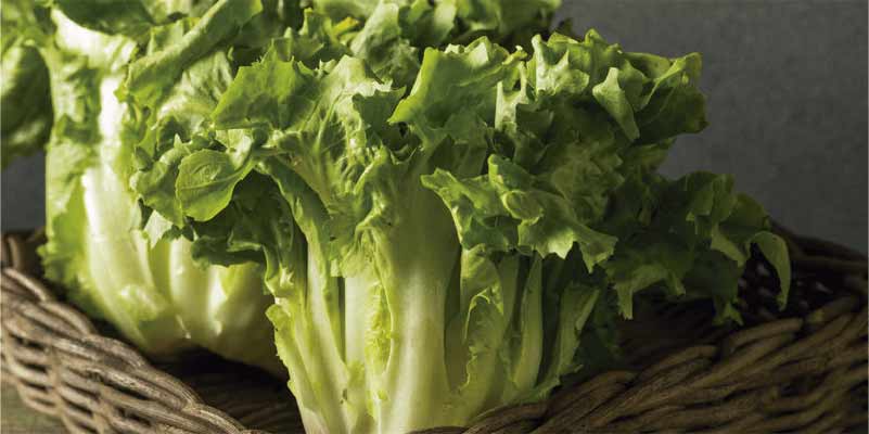 Cultivar lechuga escarola