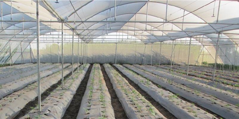 Cultivar verduras en la sombra