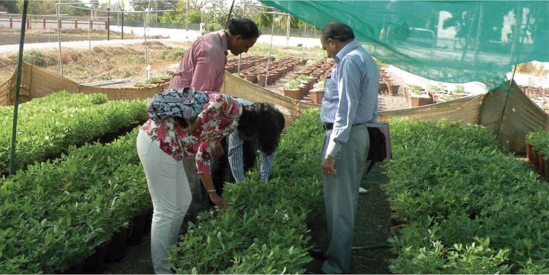 Cultivo de plantas en sombra