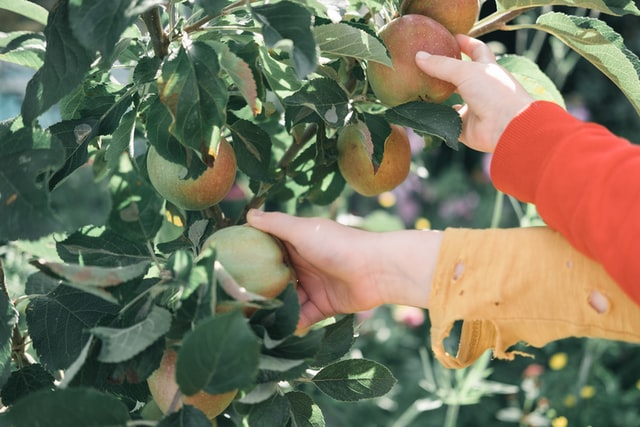Recolección de fruta: cómo, cuándo y con qué hacerla