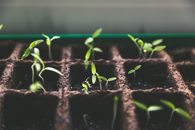¿Cómo preparar las semillas para realizar un cultivo agrícola?