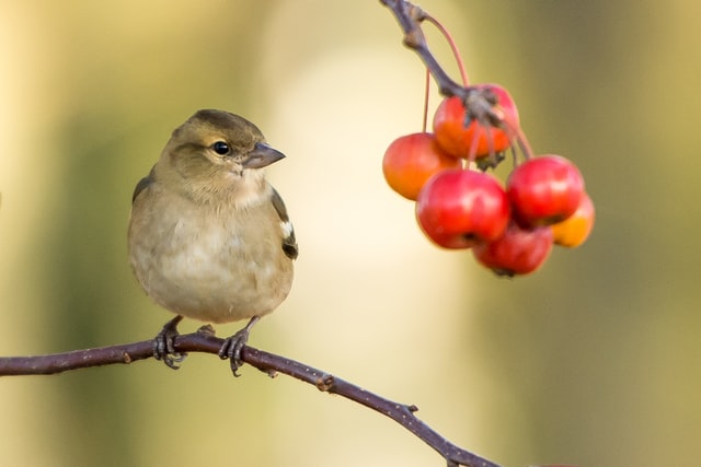 ¿Cómo pueden afectar las aves al cultivo de árboles frutales?