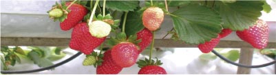 como-cultivar-fresas-sombra