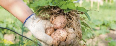 como-cultivar-patatas-semisombra