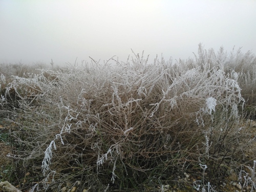 planta helada con niebla